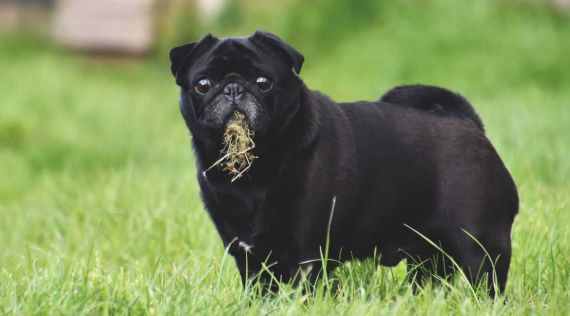 ¿Porqué mi perro come hierba? ¿Que significa?